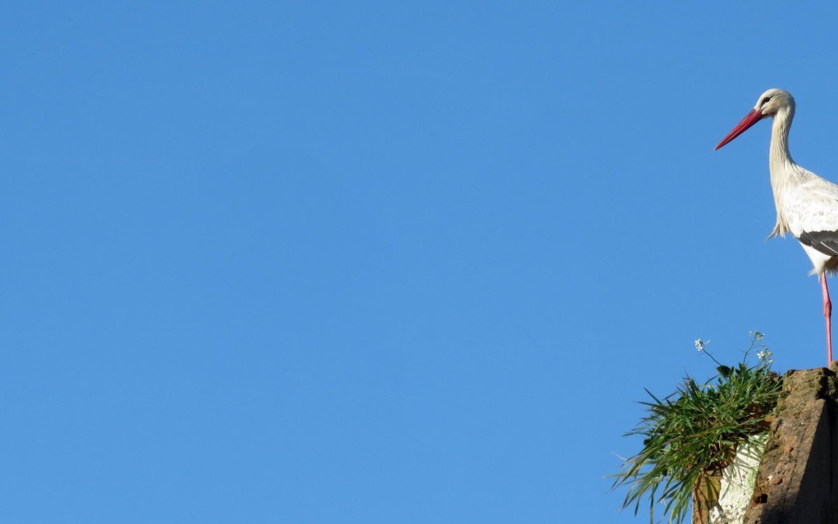 Аист обыкновенный