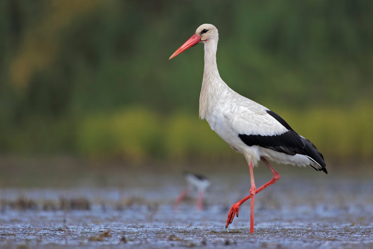 Суренаван Армения Аисты