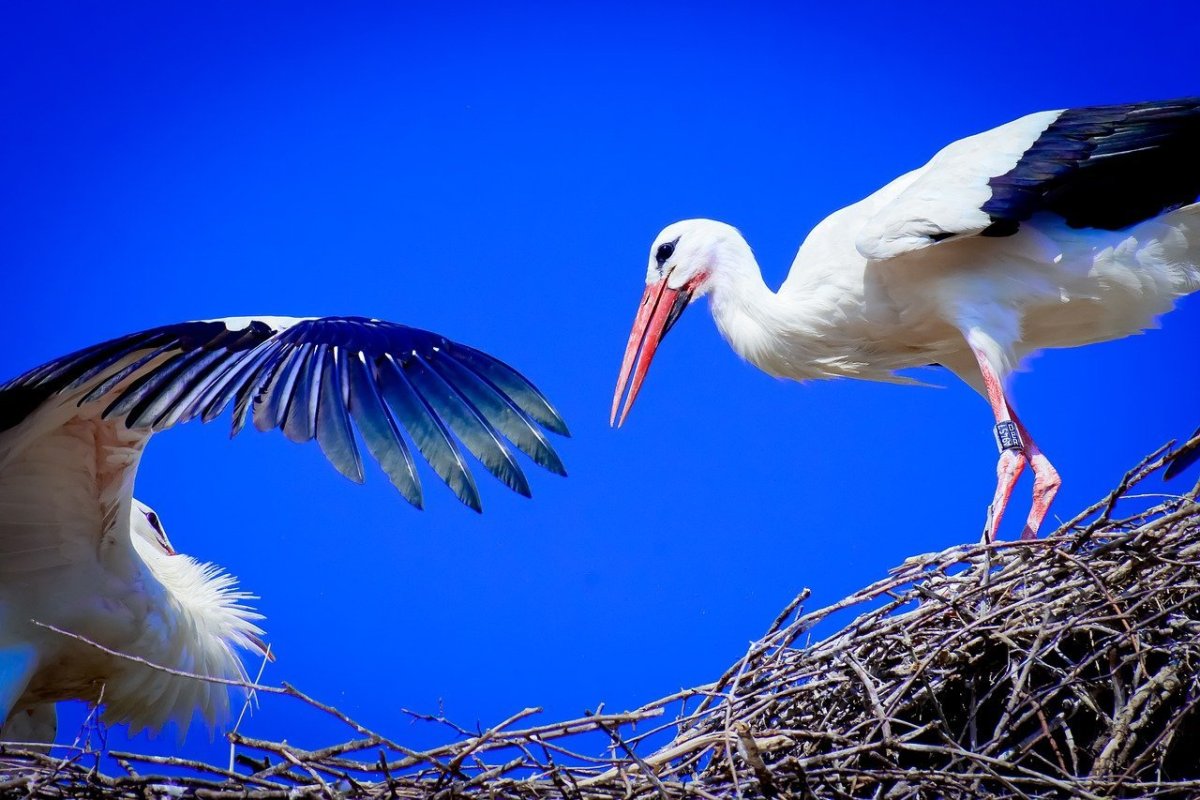 Аист стоящий