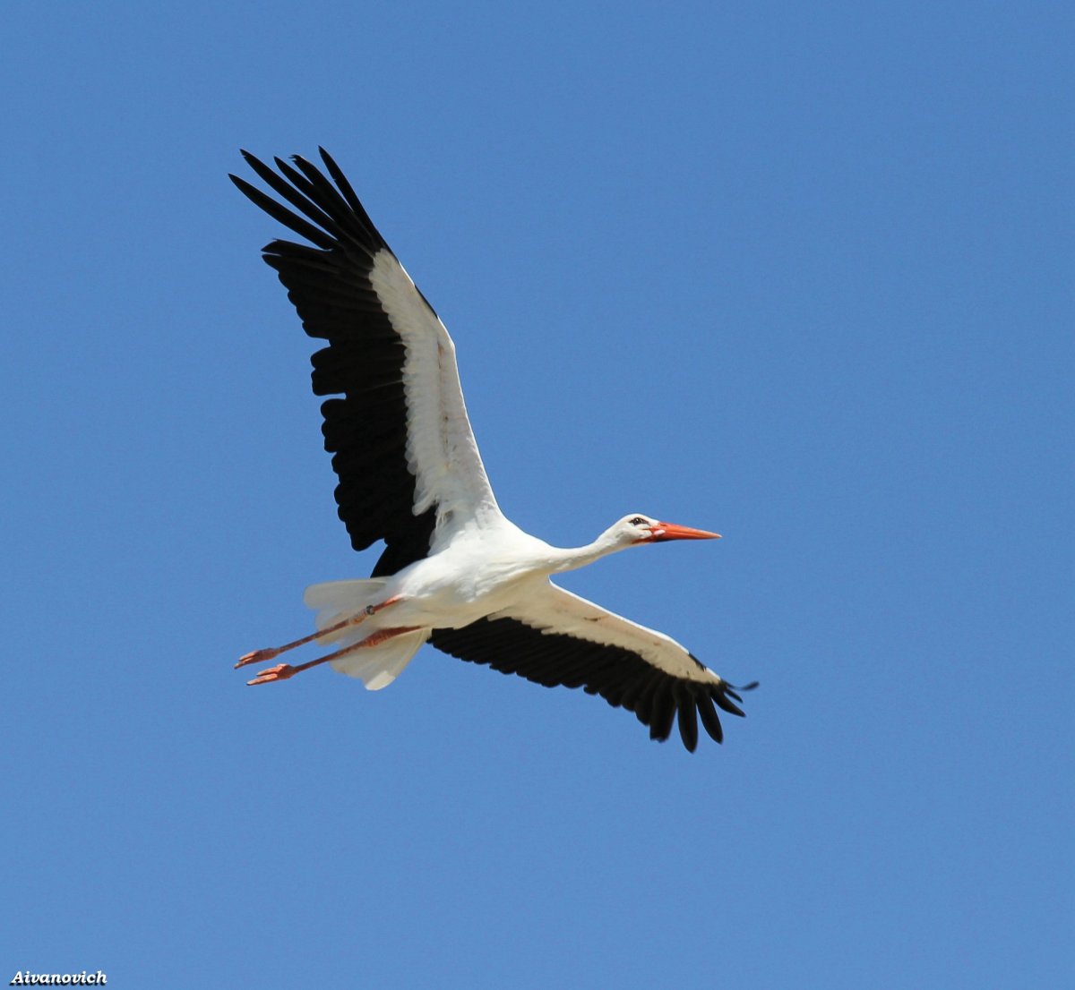Аист на рабочий стол
