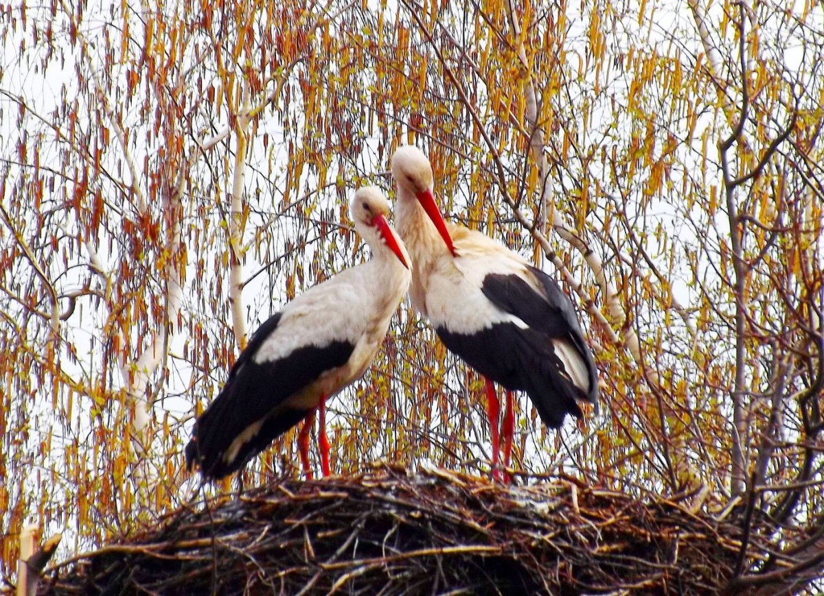Аист с ребенком мальчиком