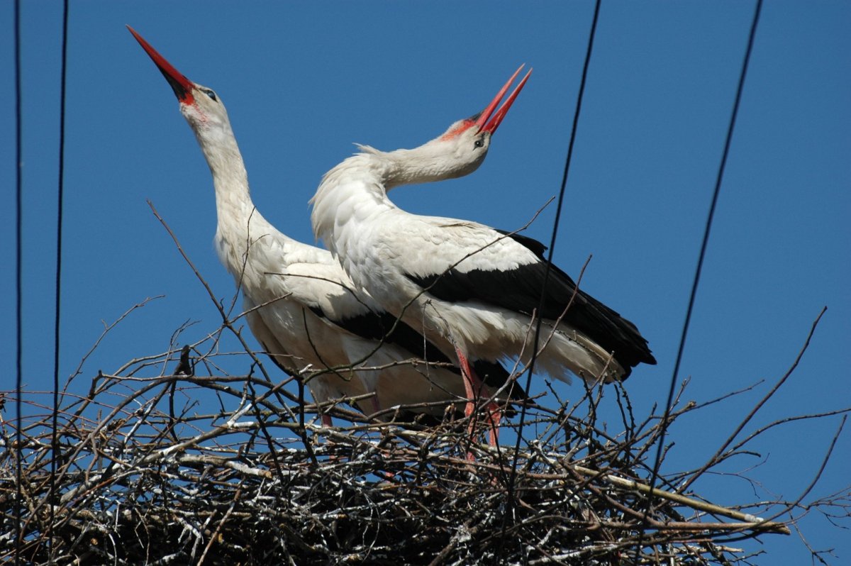 Семейство аиста белого