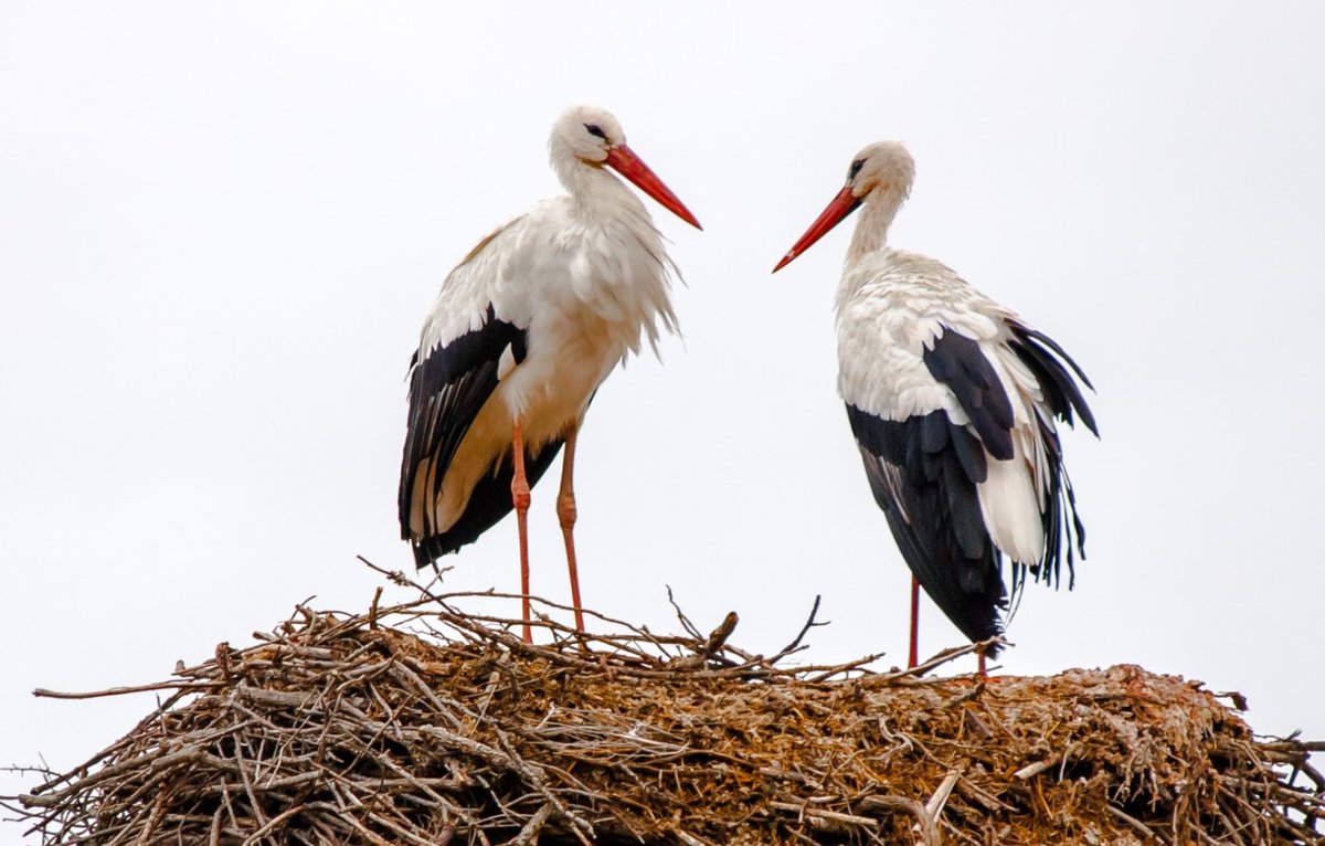 Аист и ребенок Минимализм
