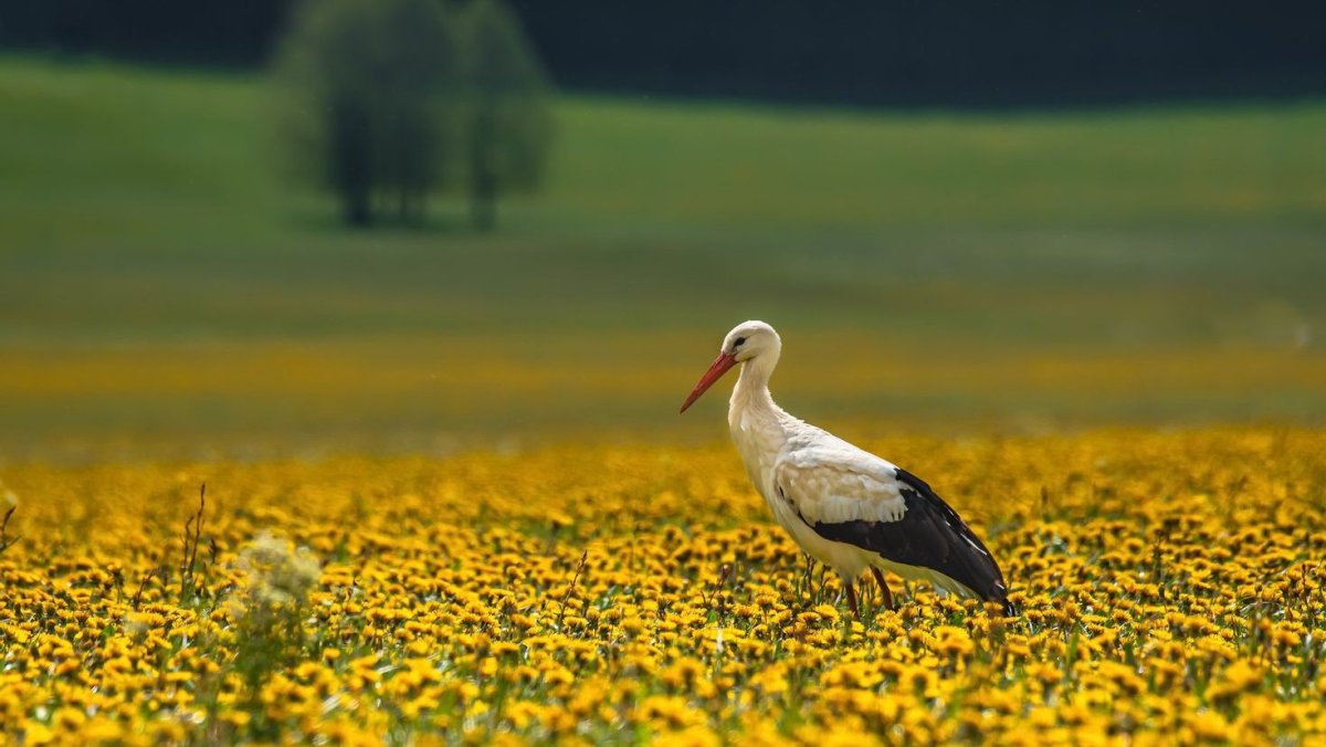Белый Аист во Владимирской области