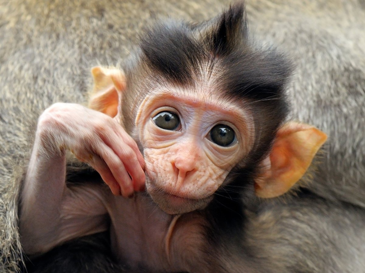 Кунац меймун