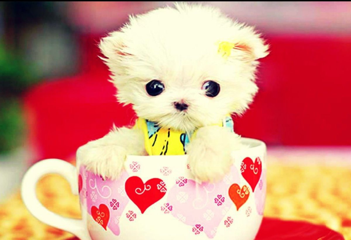 Кот в пижаме