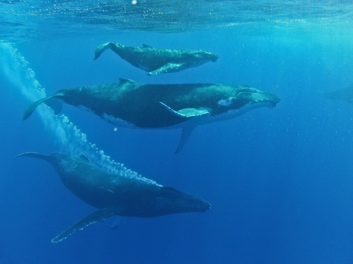Плащ le phase de la baleine