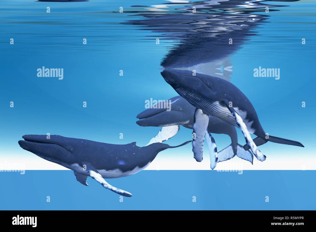 Киты держат землю