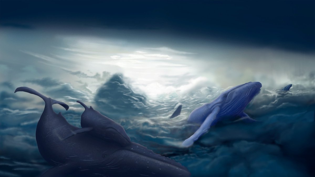 Кит Терри (Keith Terry), иллюстрации