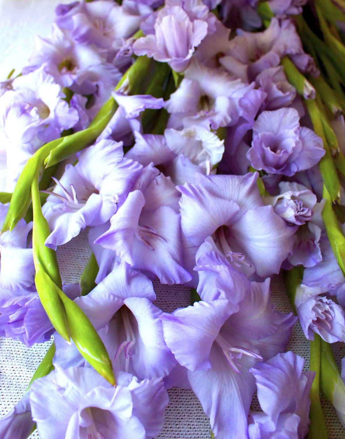 Хризантемы с гладиолусами