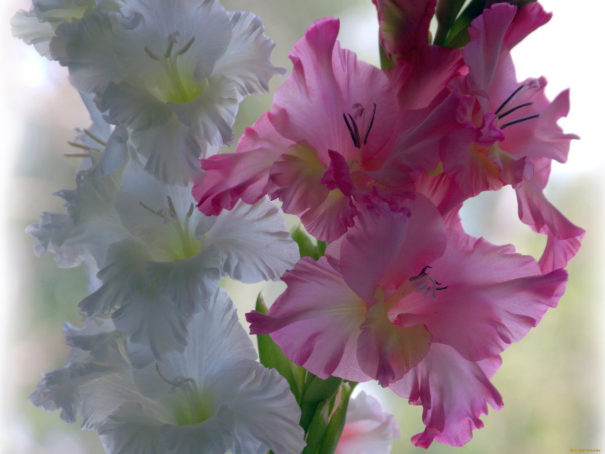 Гладиолус Лола Монтес