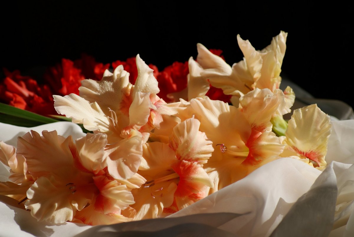 Гладиолусы переопыляются