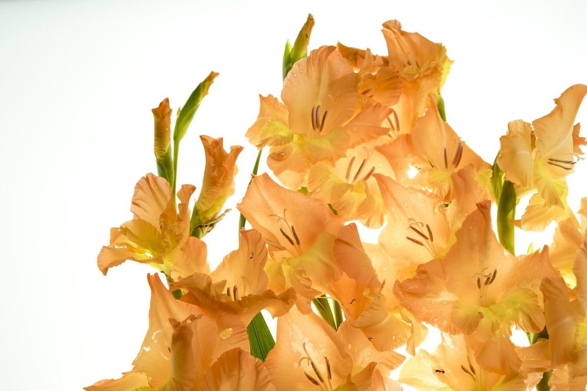 Гладиолус Центаурус