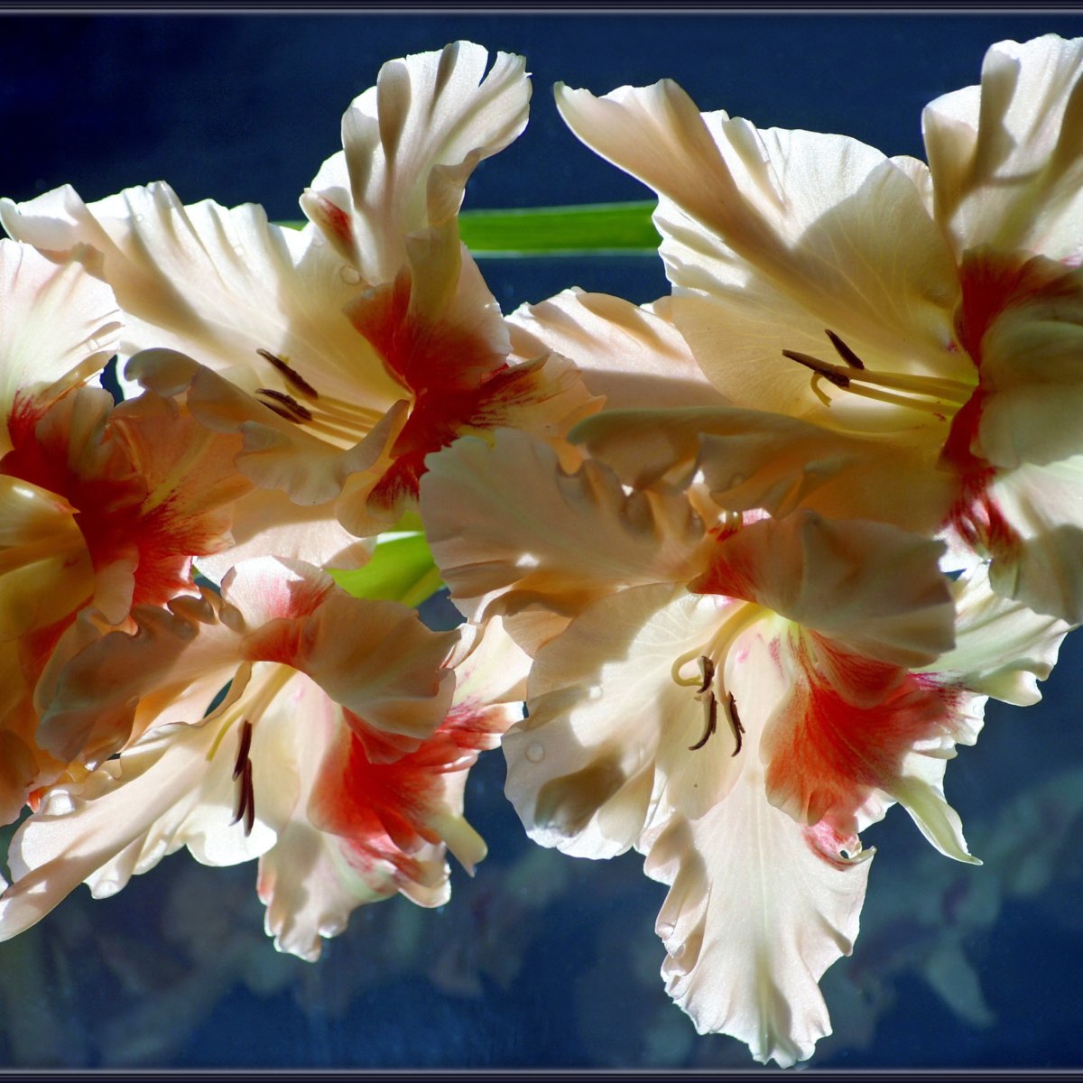 Гладиолус Бангладеш