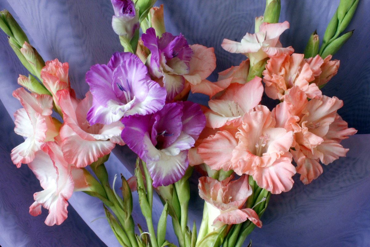 Гладиолус sun367