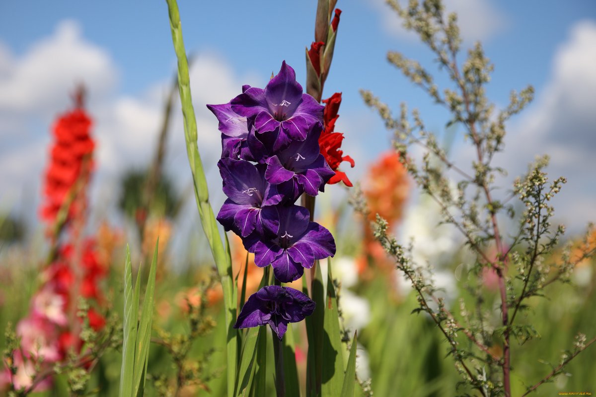 Гладиолус Стряпуха