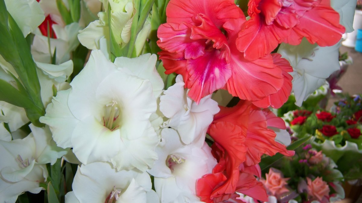 Гладиолус Амбер Мистик