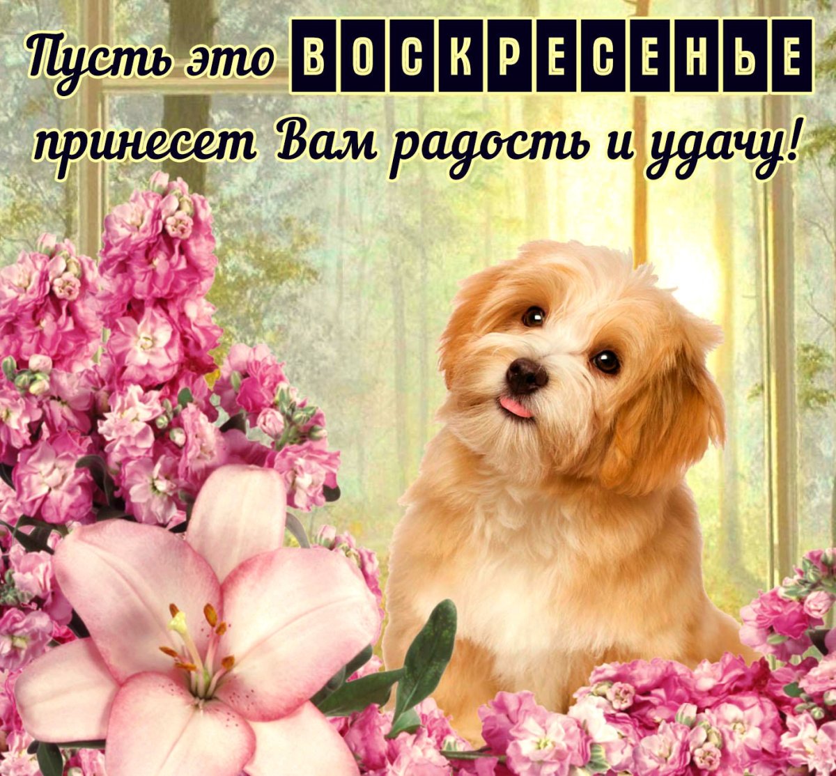 Хорошего воскресенья