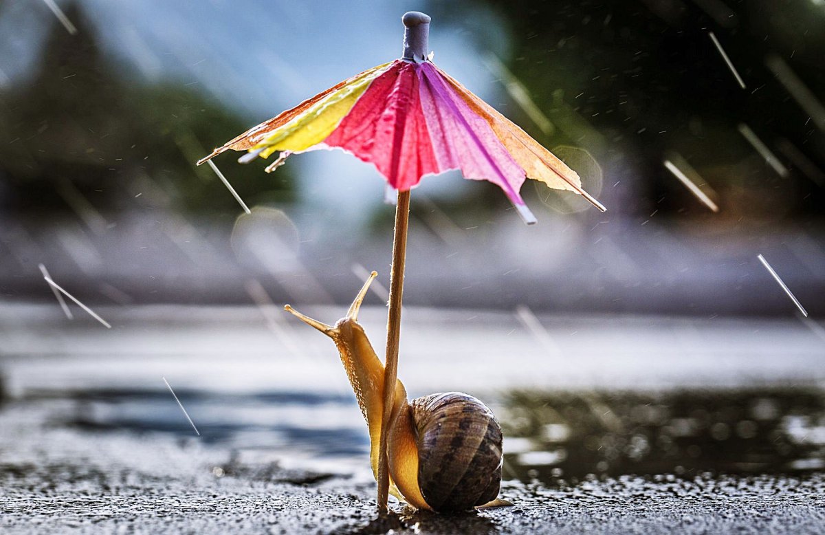 Зонтик под дождем