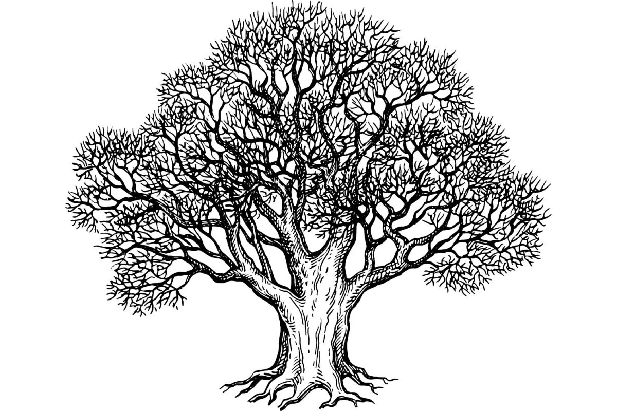 Дуб скетч вектор