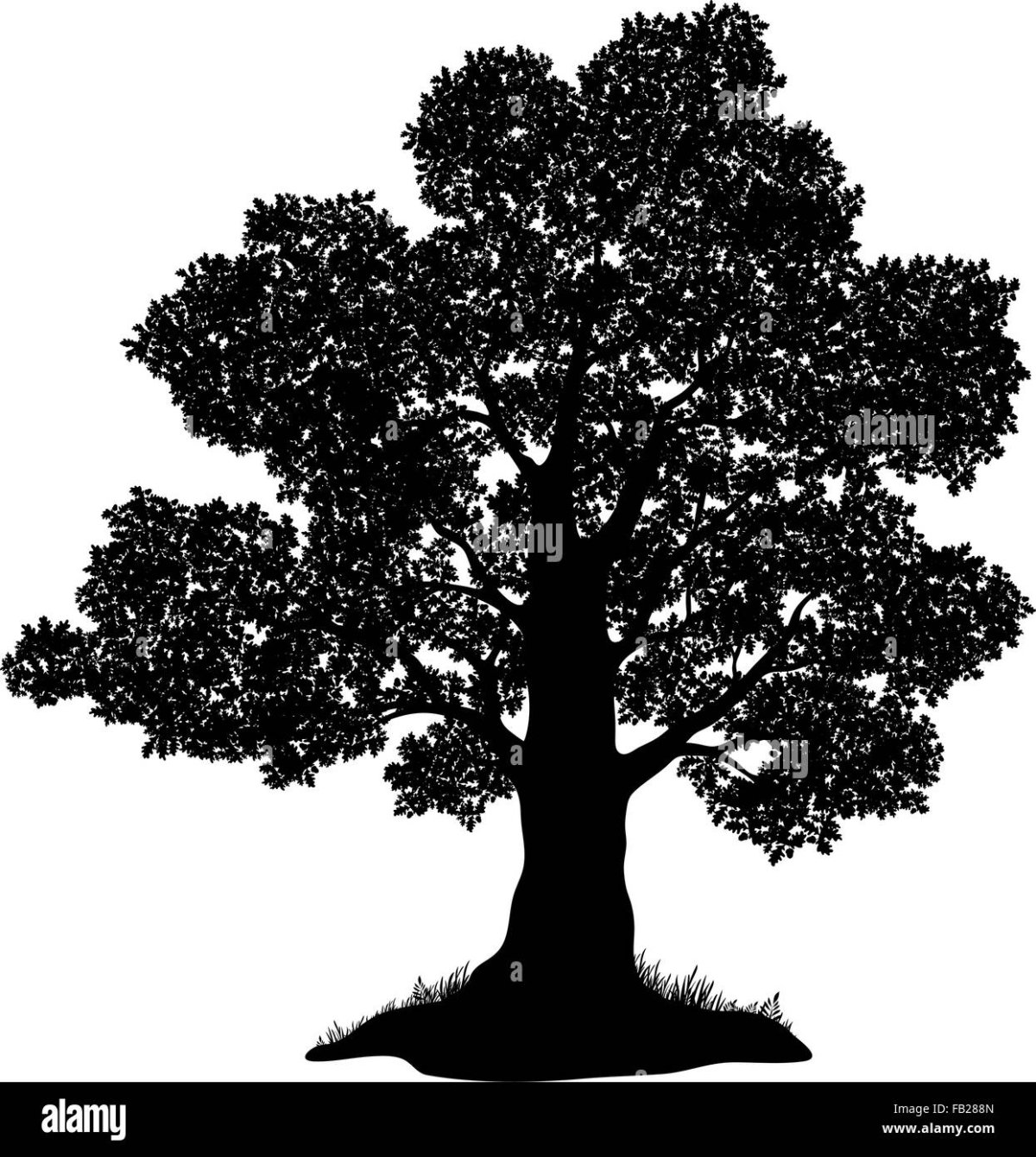 Дуб черно белый