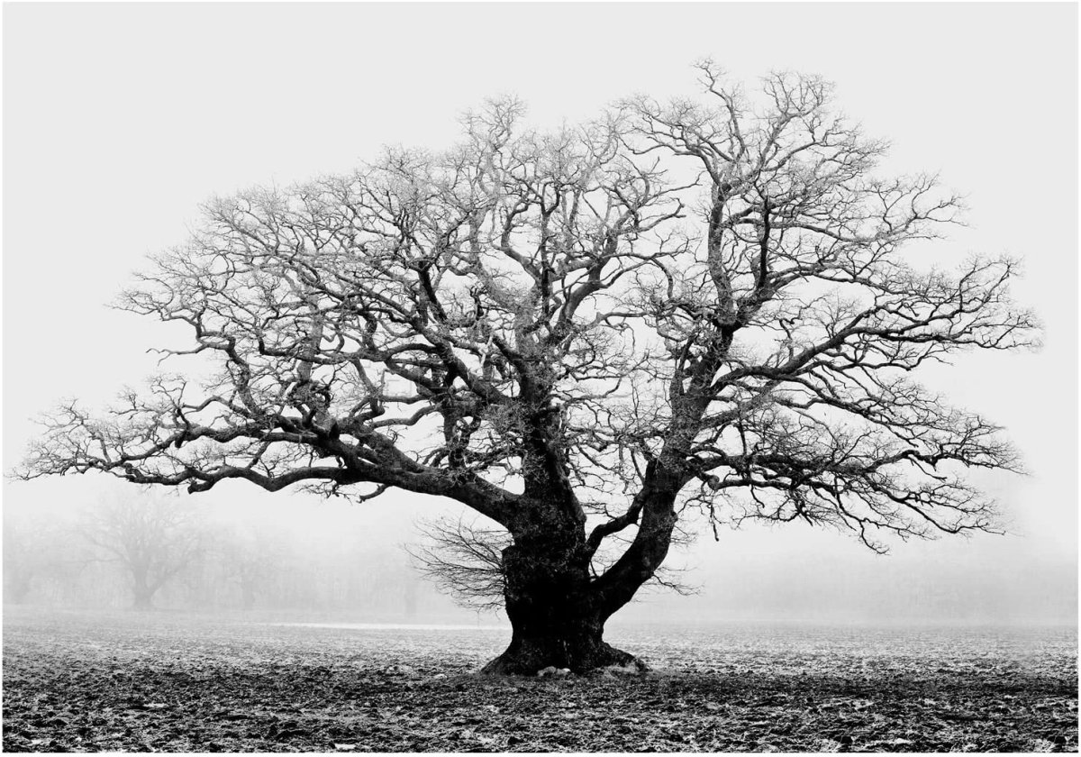 Дуб черно белый