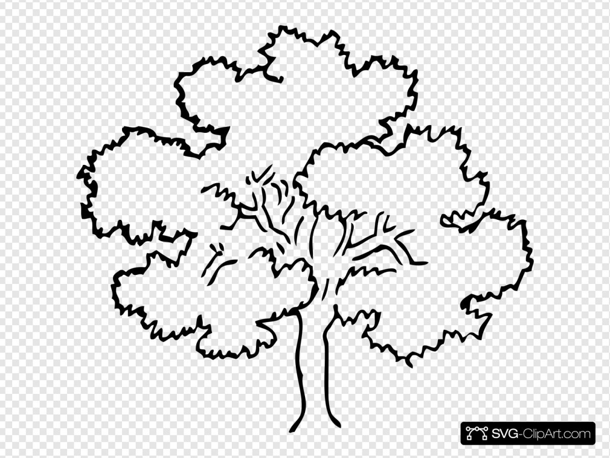 Дуб черно белый