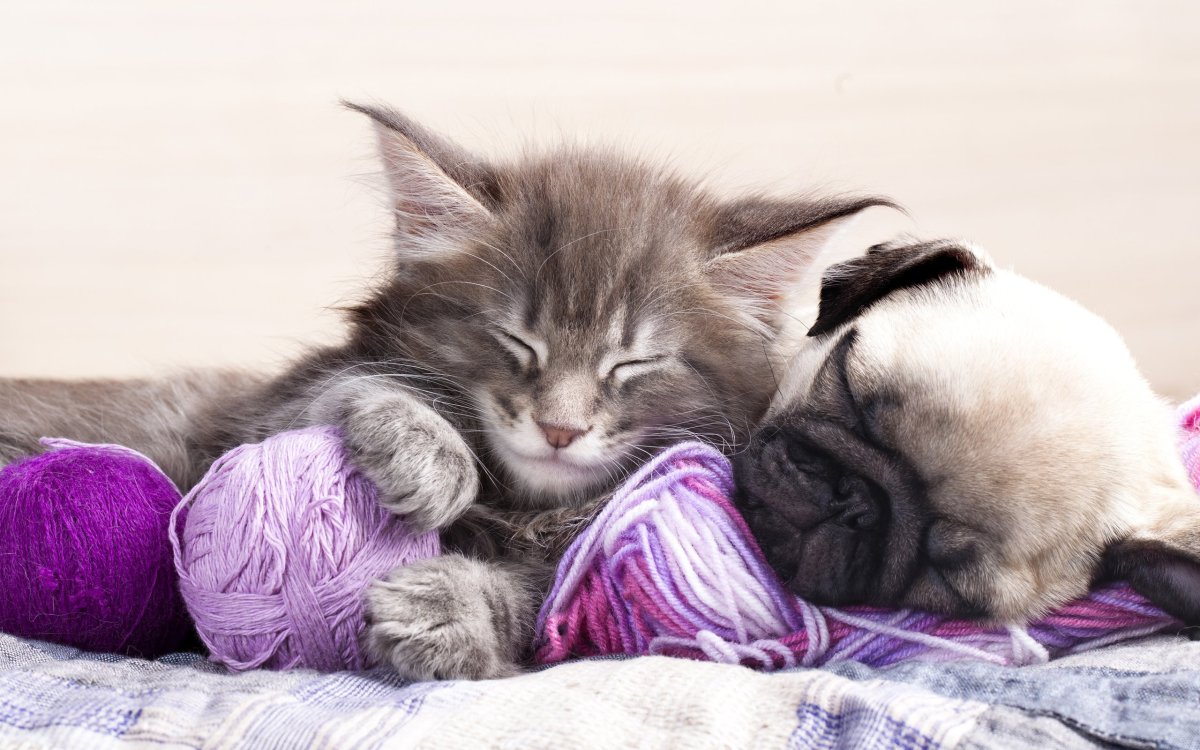 Спокойной ночи котик