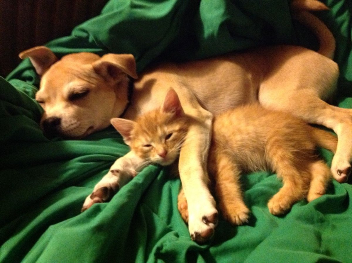 Спящие щенки и котята