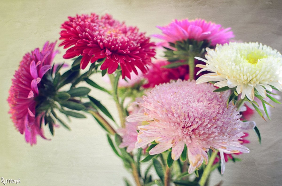 Астра Танечкин букет