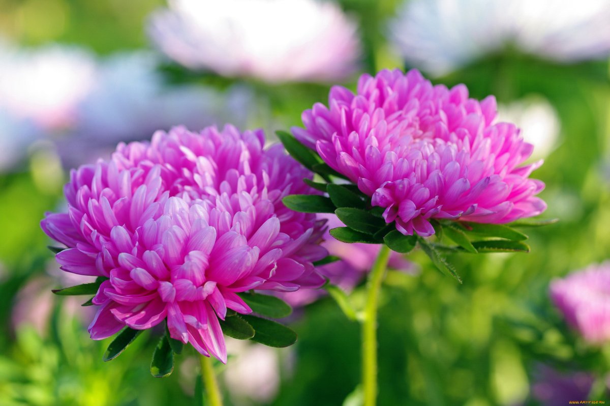 Астра Aster lat. Prince