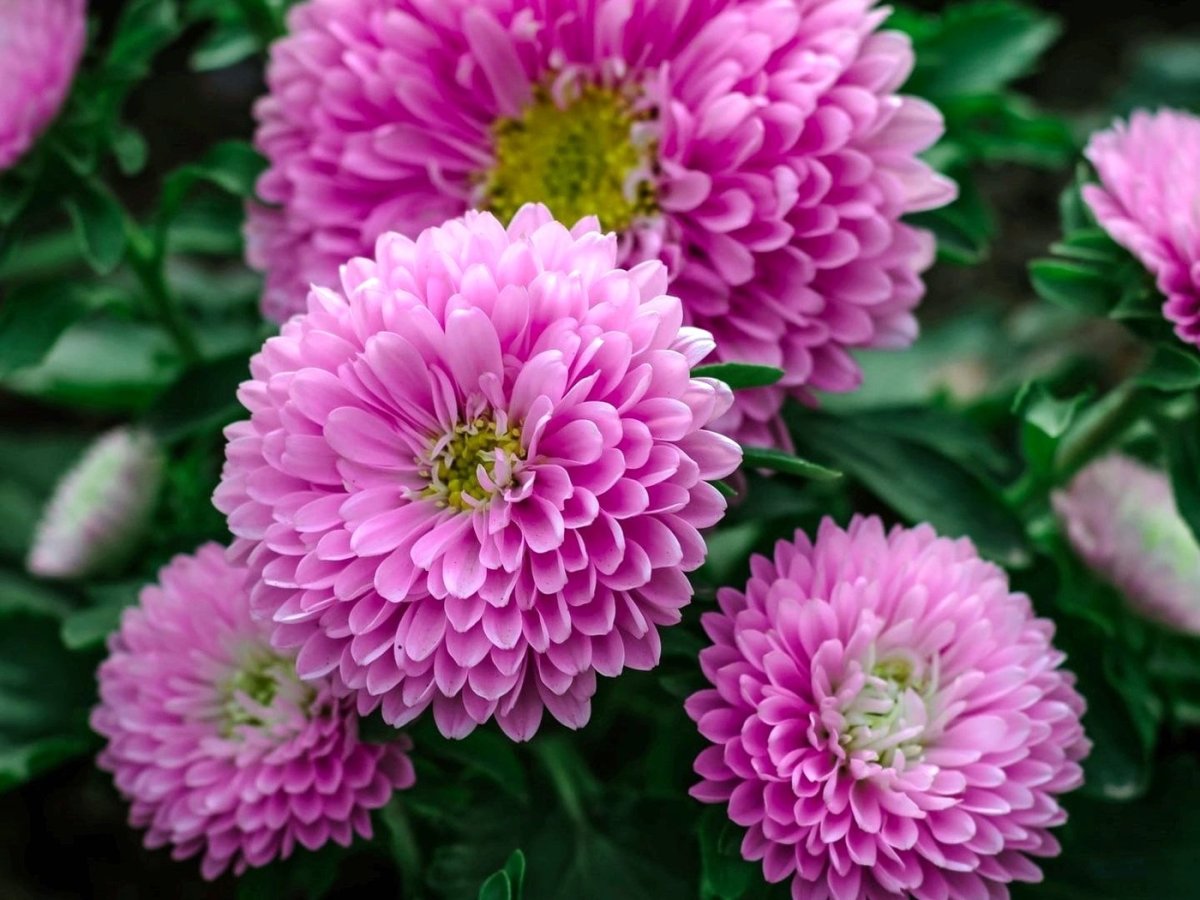 Астра Краллен Голд