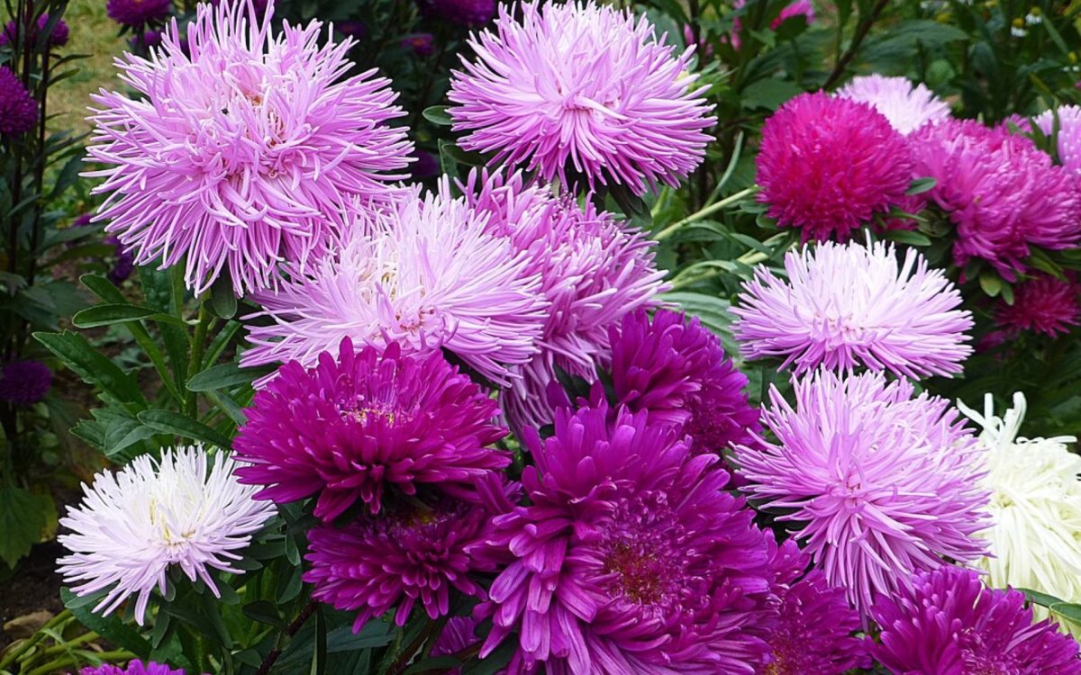 Астра пионовидная Зильбертурм