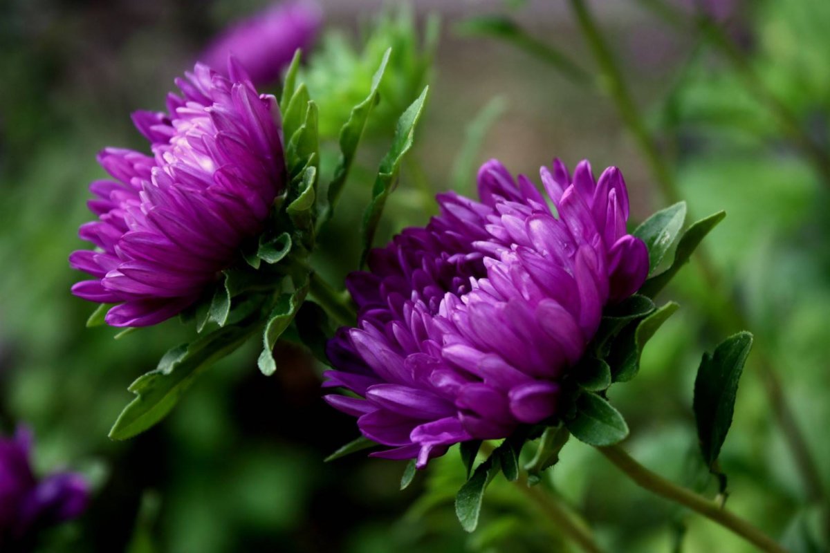 Хризантема Линда Пурпл