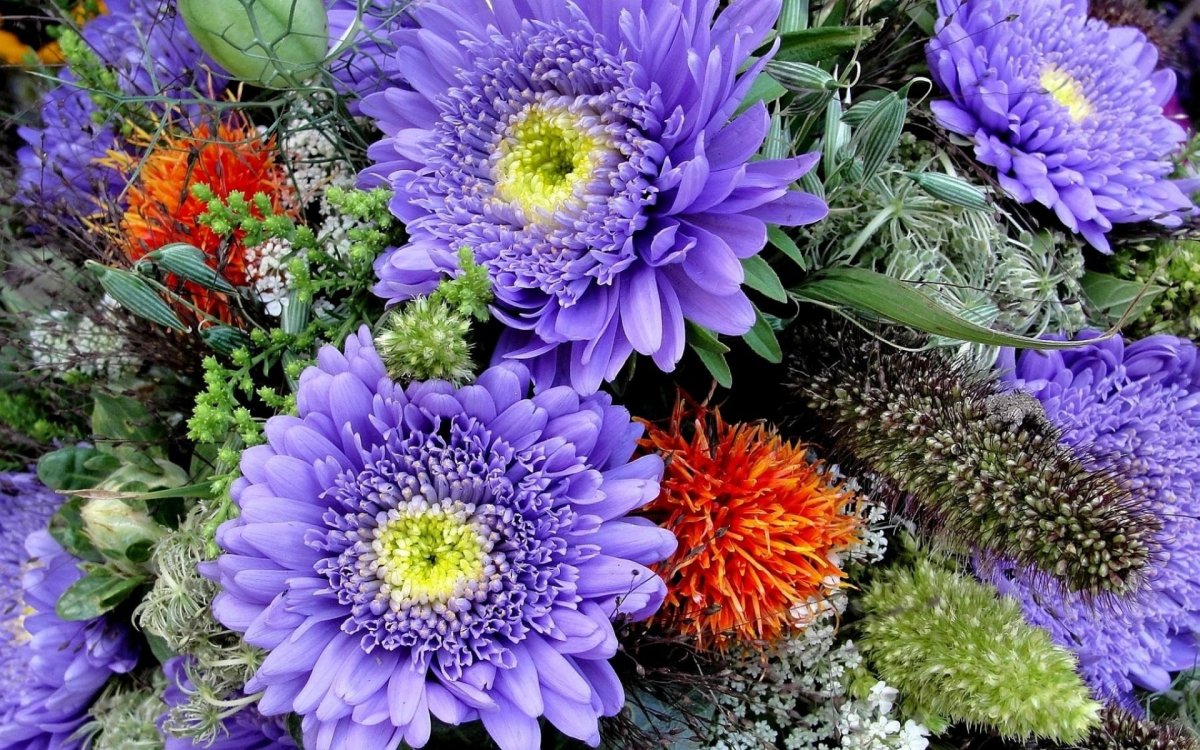 Цветы астры букет
