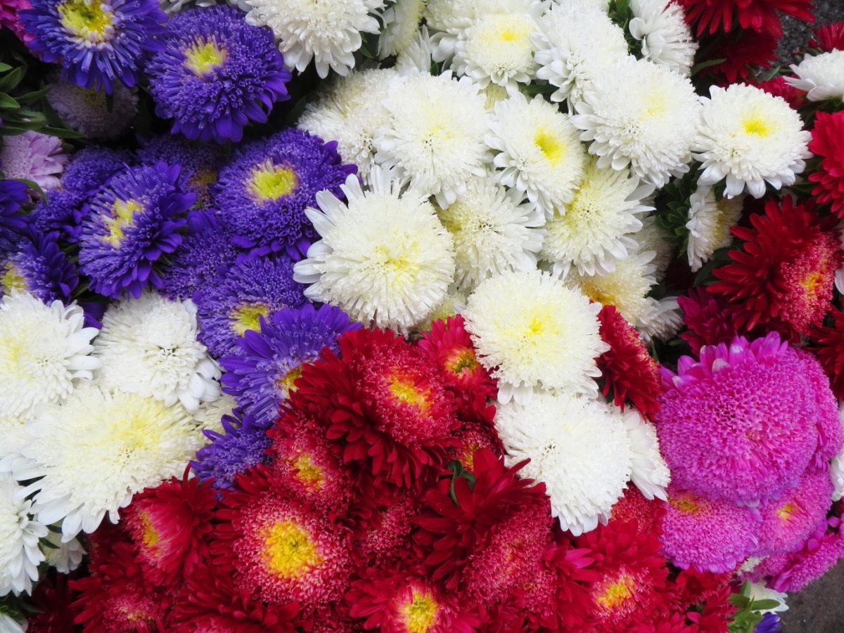 Хризантемы разноцветные