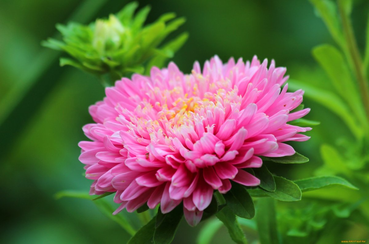 Астра цветение