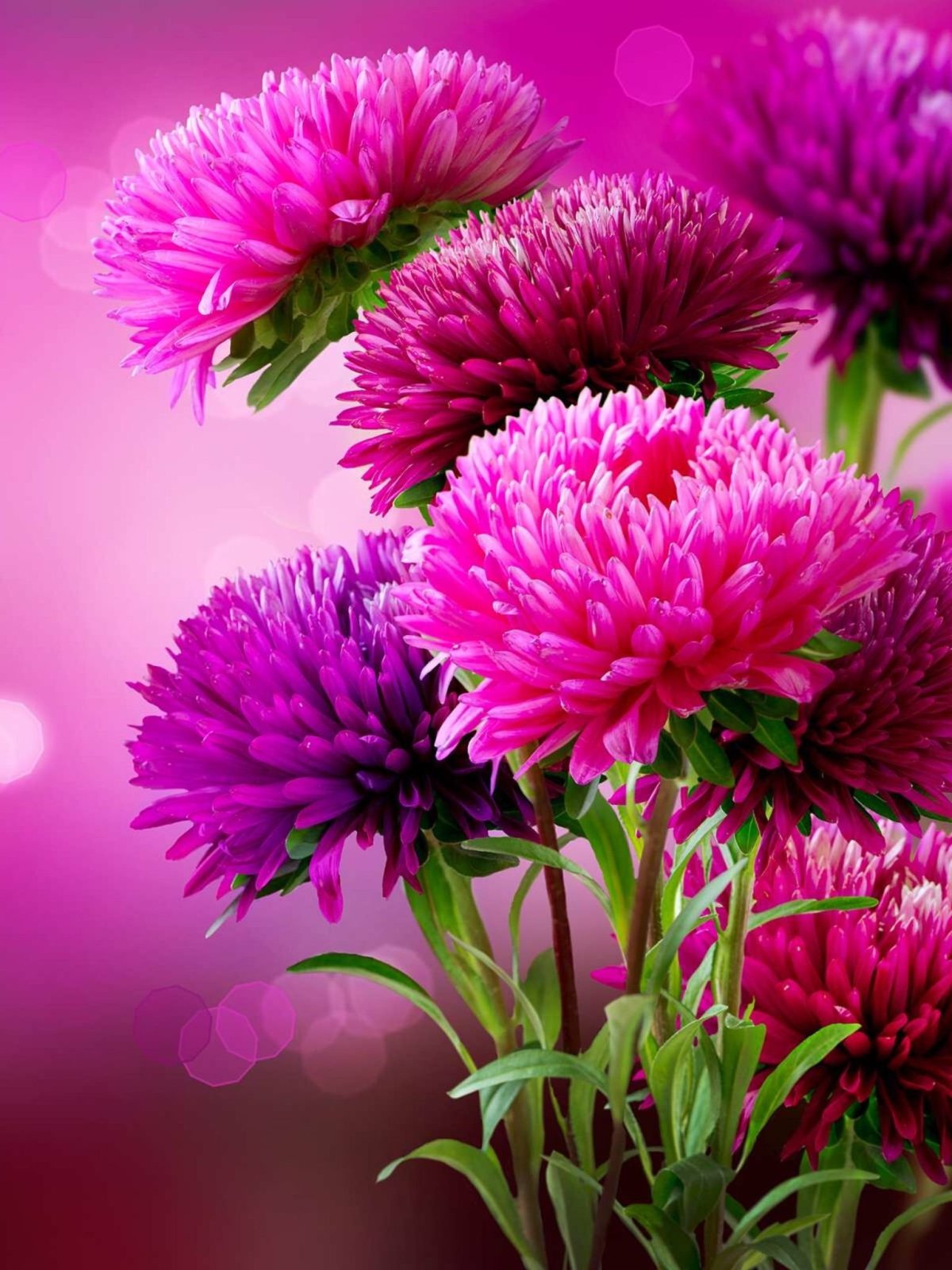 Август астры Цветаева