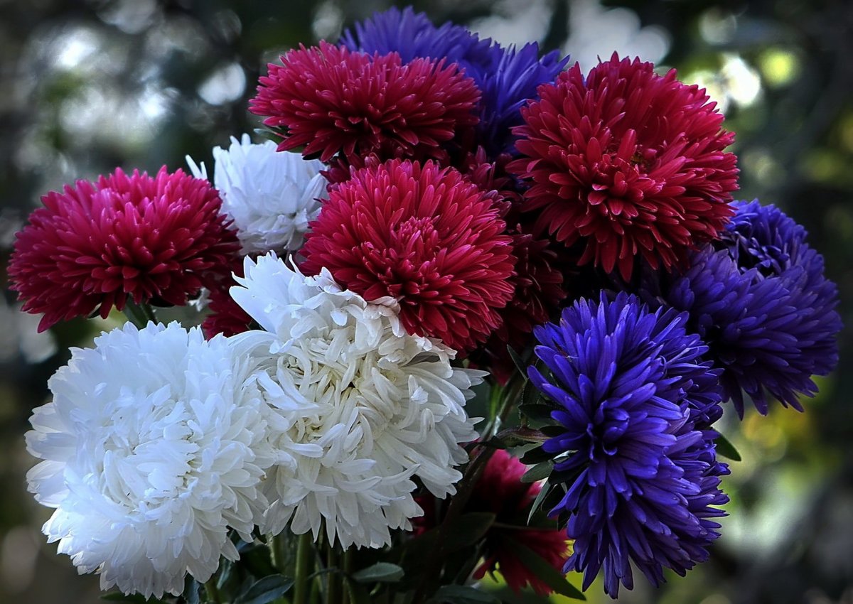 Хризантема серебряная Ладья