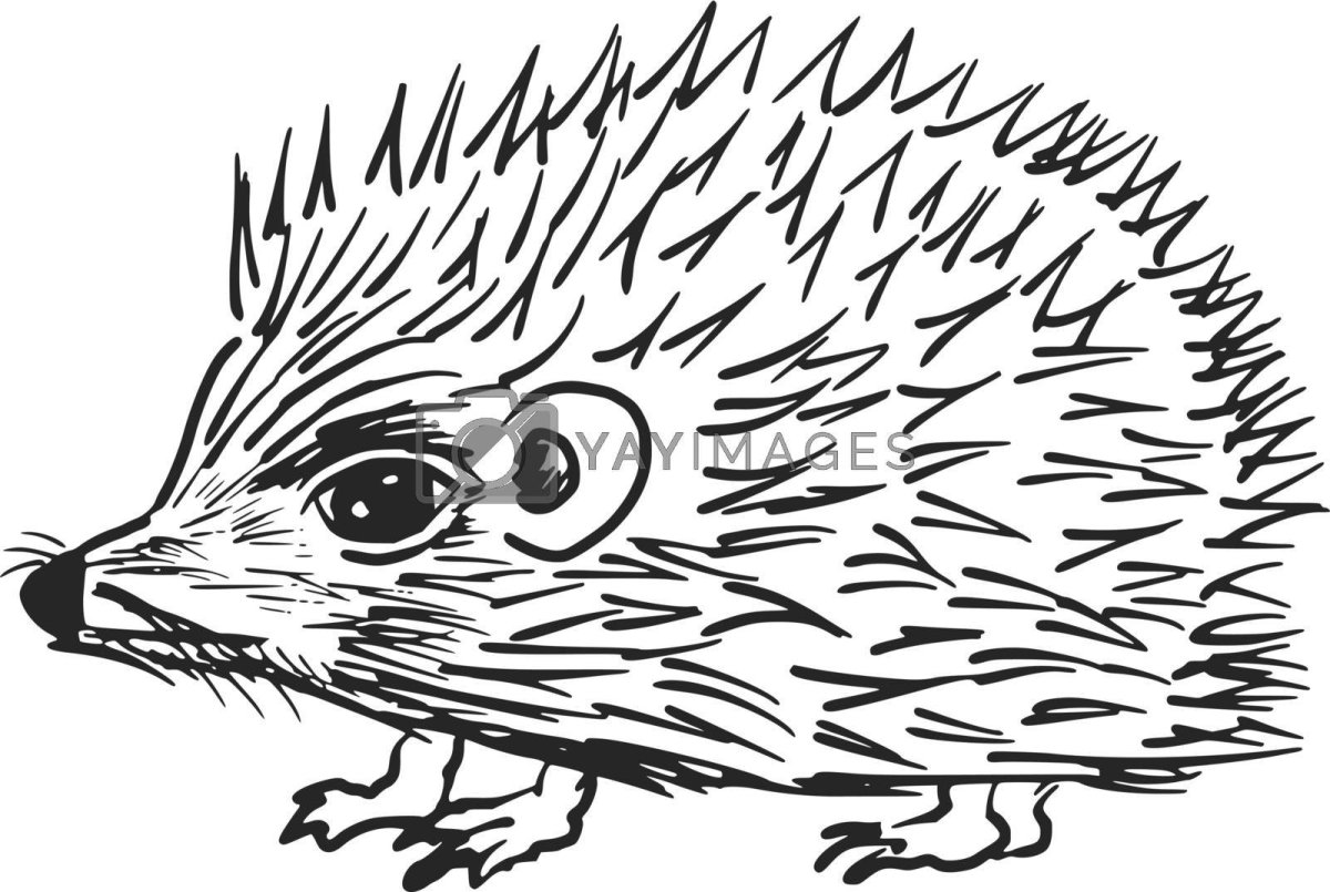 Колючки для ежика рисование