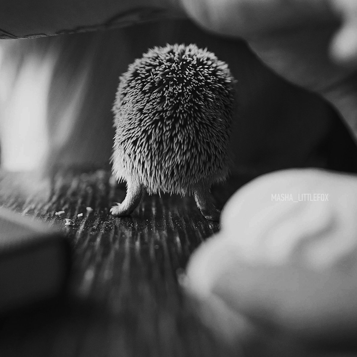 Ежик для плоттера