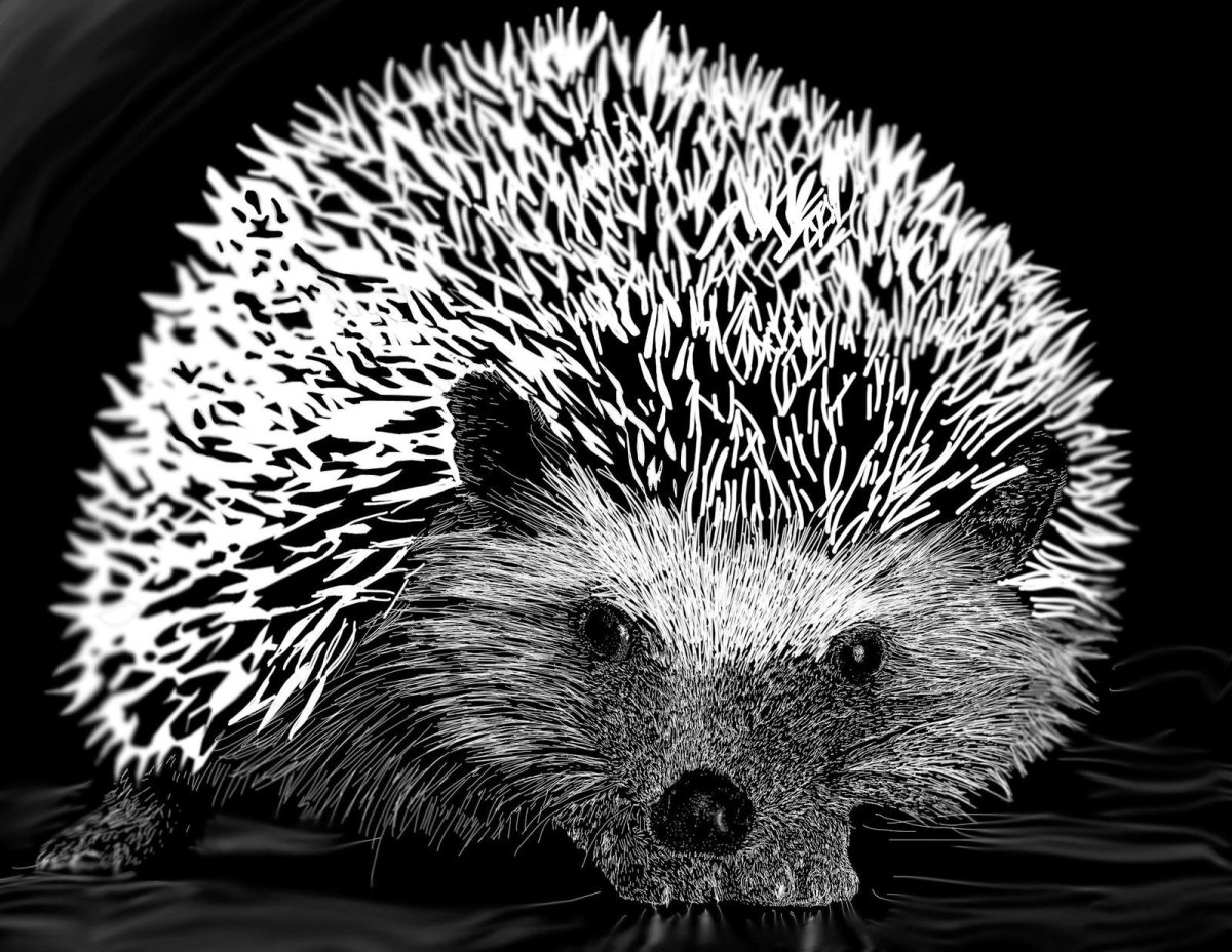 Эскиз ежа