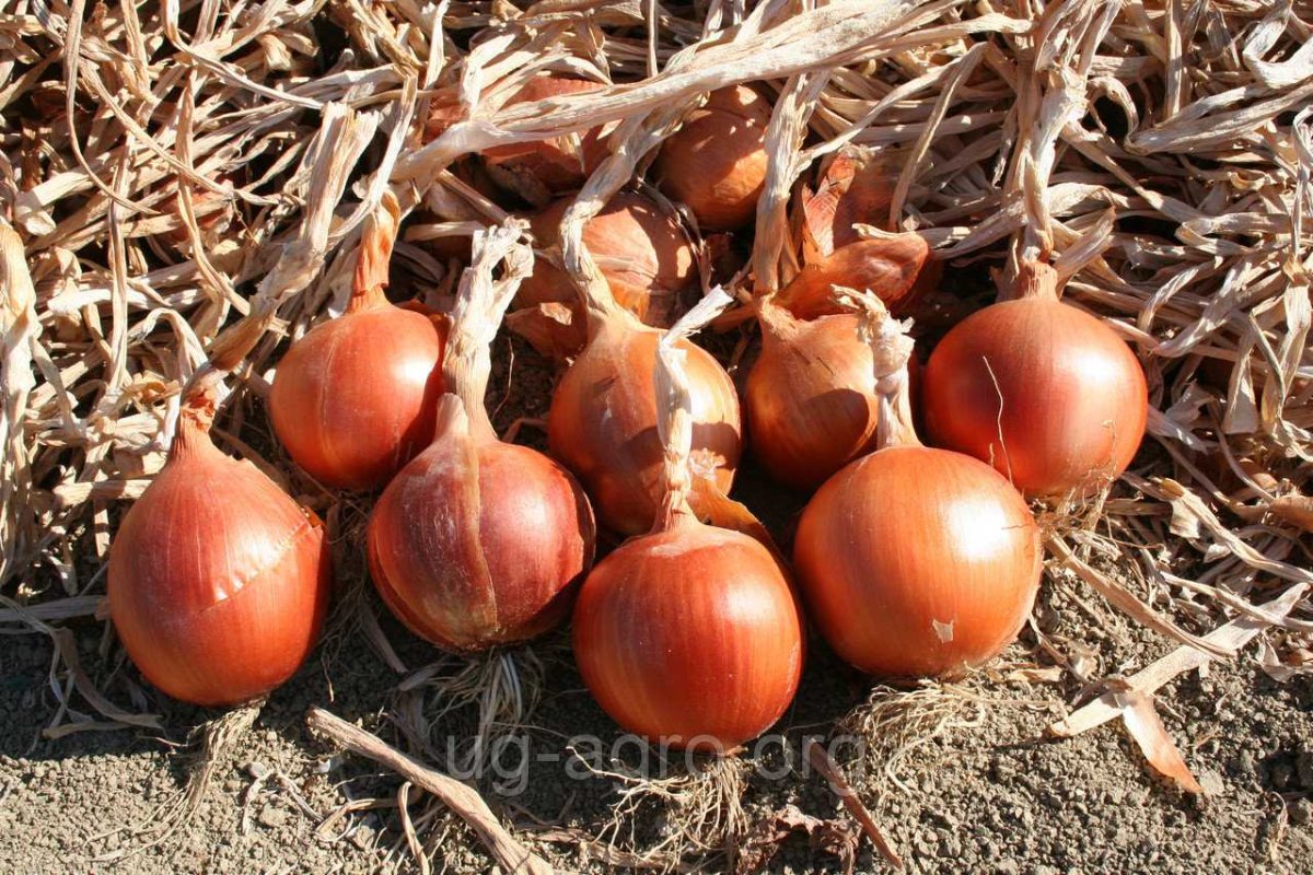 Сандра лук f1