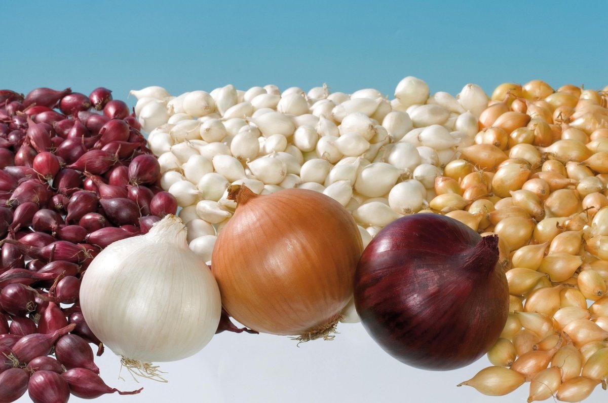 Лук-севок Стардаст