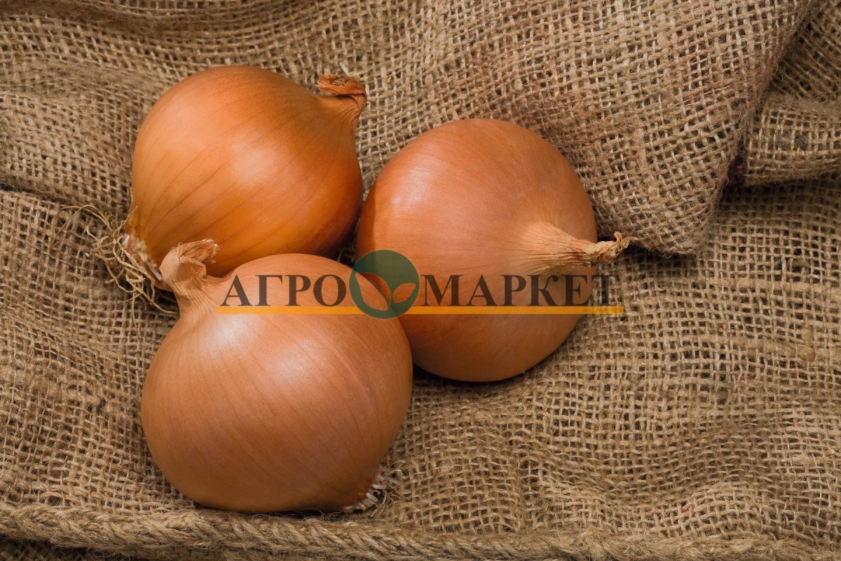 Репчатый лук сорта лука f1 Альбион