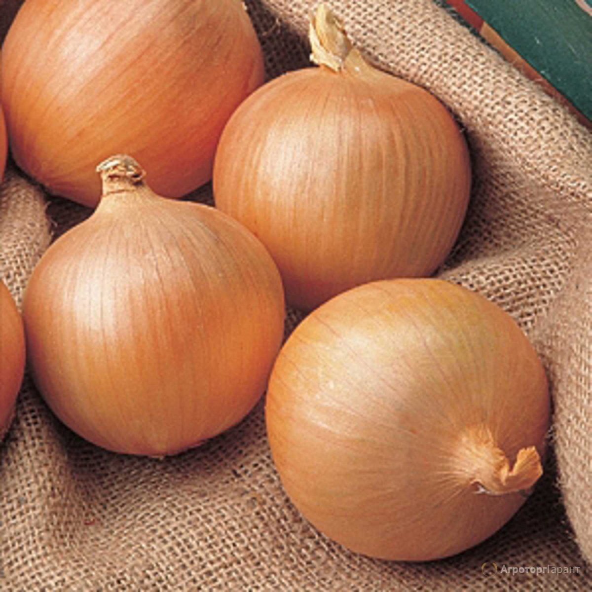 Семена лука шалота