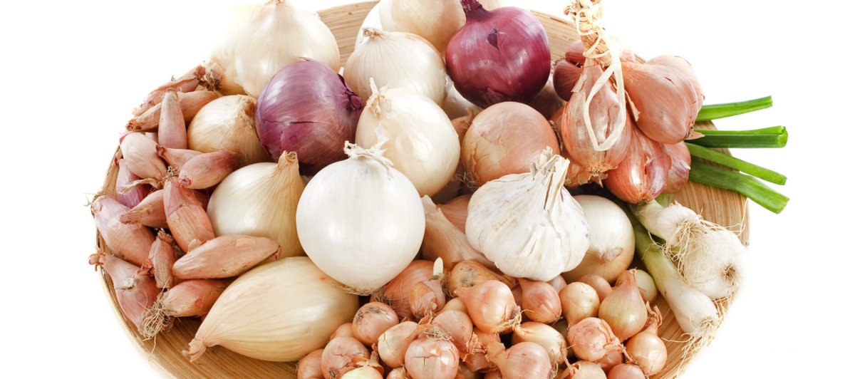 Лук севок шетана