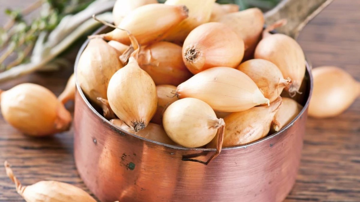 Севок Бамбергер