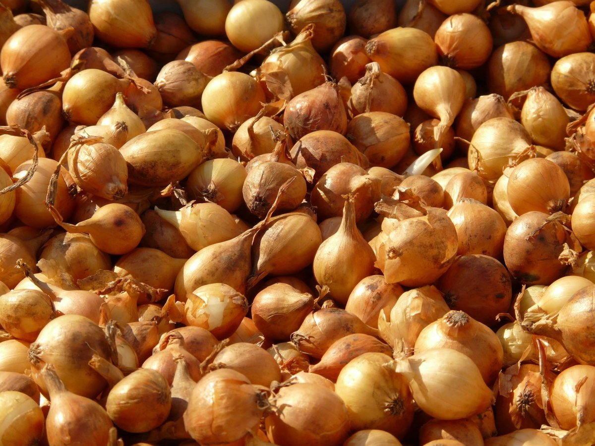 Лук севок шалот