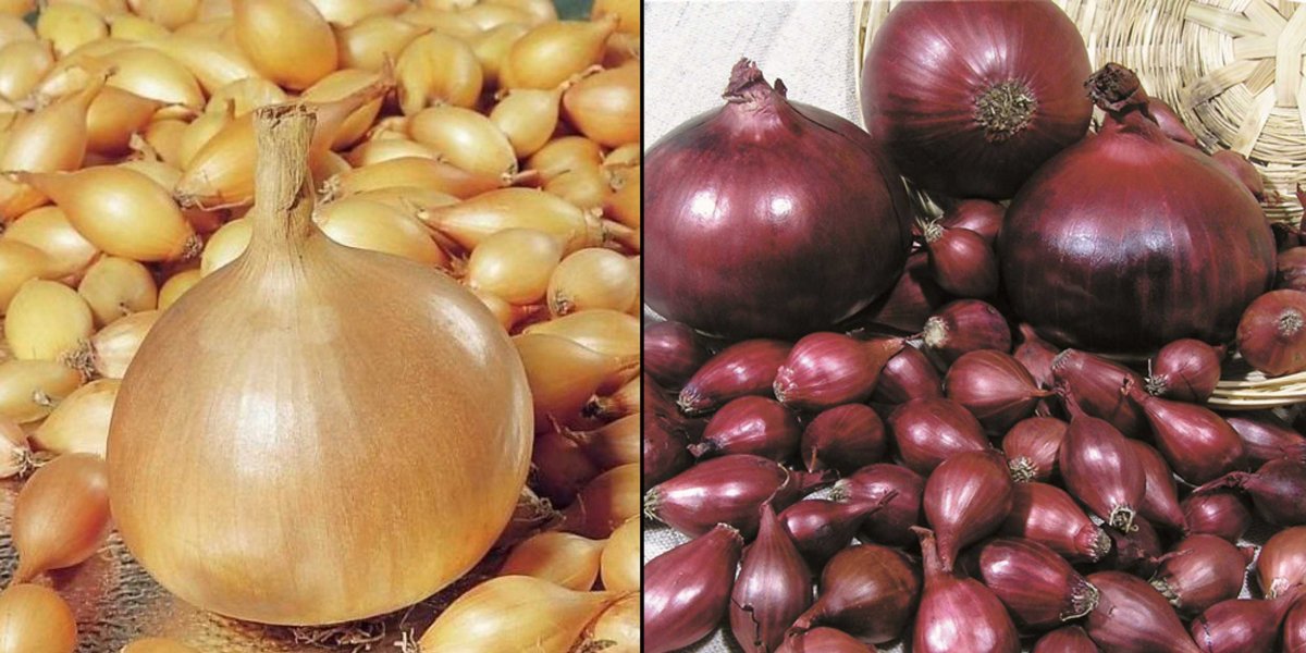 Лук репчатый однолетний Сибирский